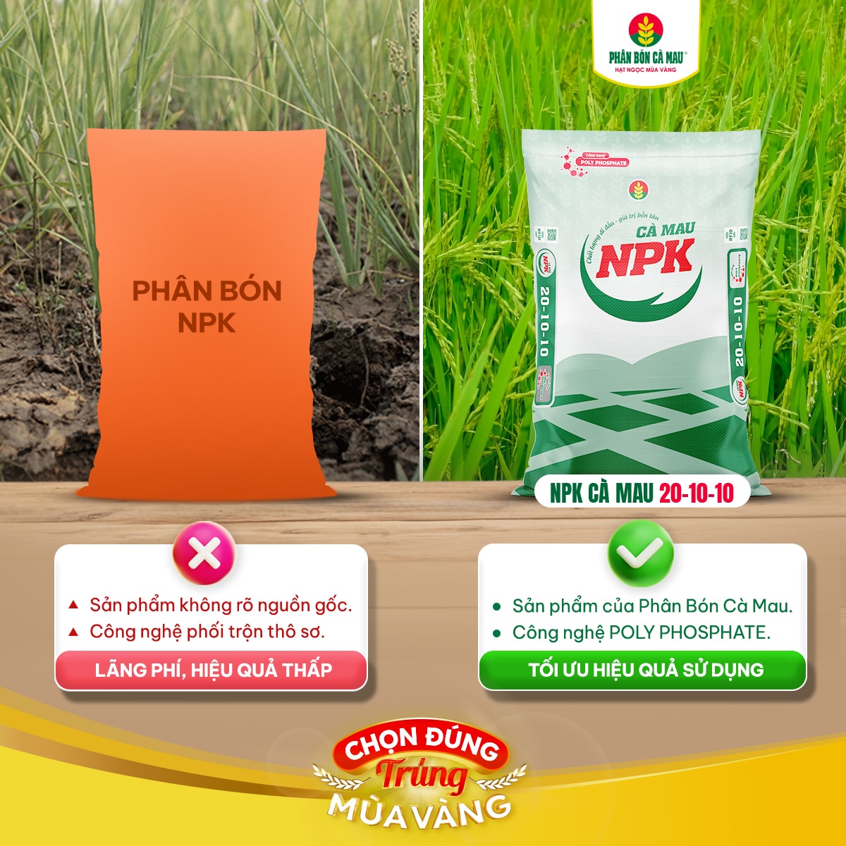 Công nghệ Polyphosphate của NPK Cà Mau 20-10-10 giúp rễ khỏe, cây sung, mùa nào cũng trúng