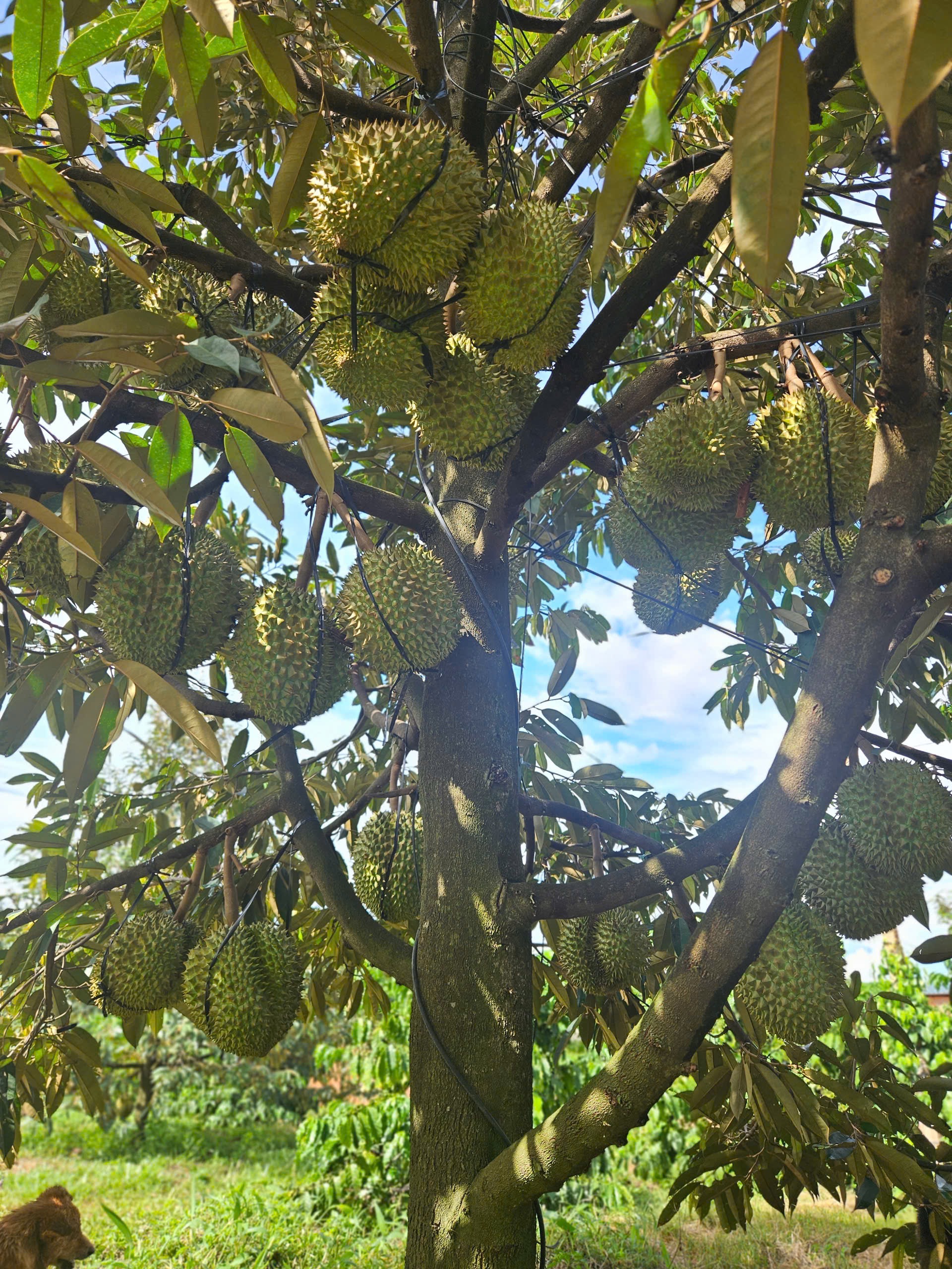 Những trái sầu riêng đến mùa thu hoạch nhưng vẫn còn treo trên cây vì thương lái ngại mua, giá rớt thê thảm