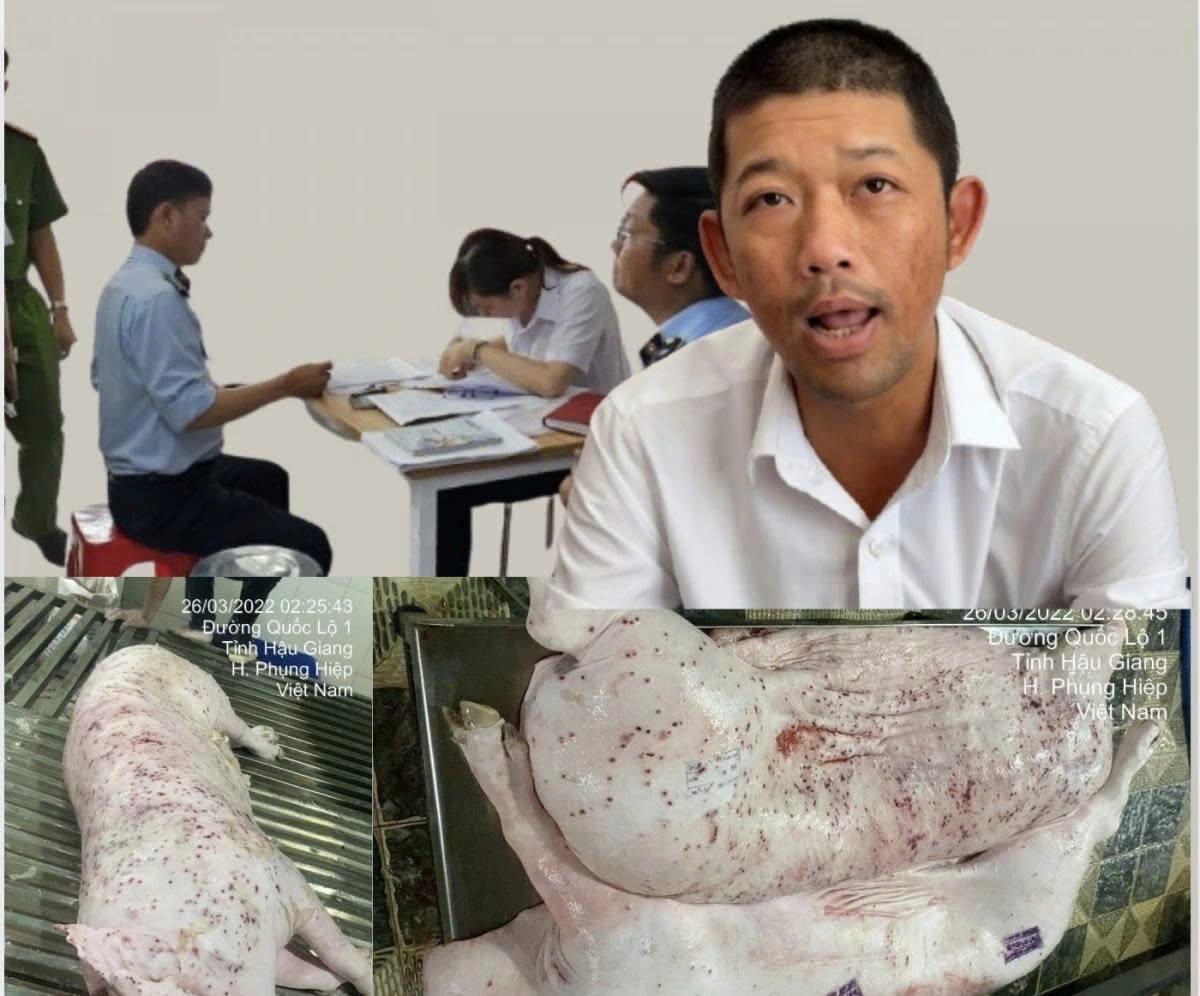 Heo có dấu hiệu viêm da, bệnh nhưng lại được đóng dấu kiểm dịch hình chữ nhật để tiêu thụ nội địa