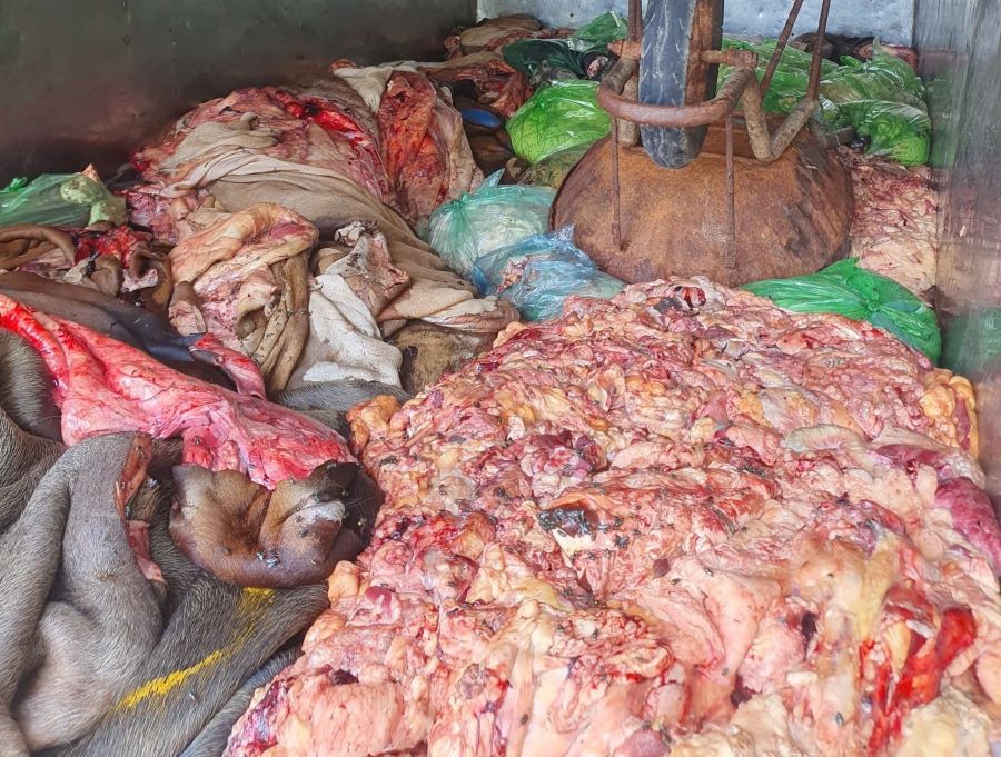 Lực lượng chức năng Hà Tĩnh kiểm tra, phát hiện 1,1 tấn da, lòng, mỡ động vật bẩn đang vận chuyển đi tiêu thụ.