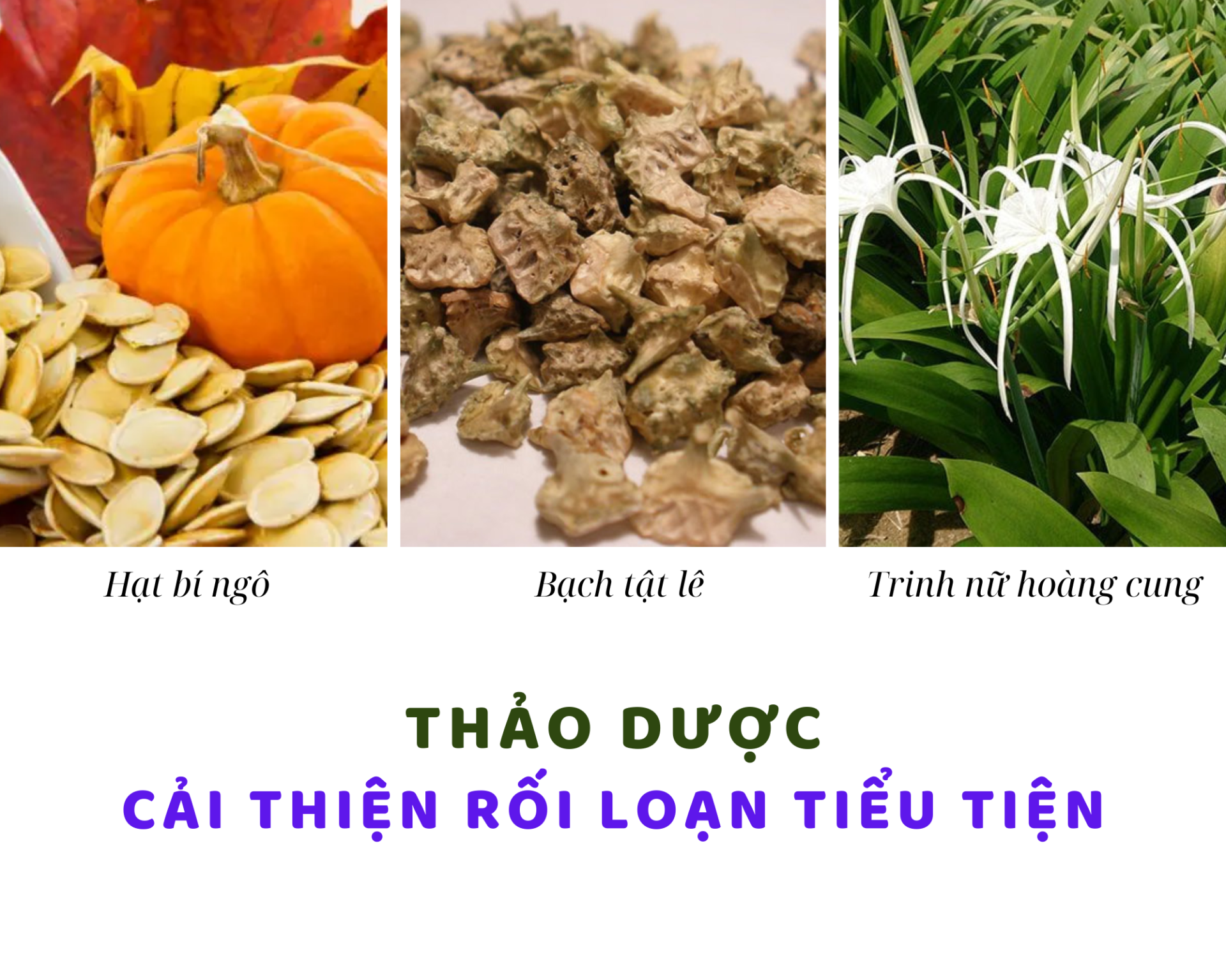 Thảo dược tốt cho người bị tiểu són Thảo dược tốt cho người bị tiểu són