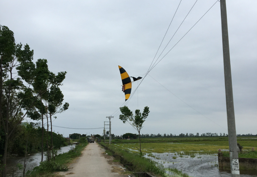 Diều vướng vào đường dây trung áp Diều vướng vào đường dây trung áp