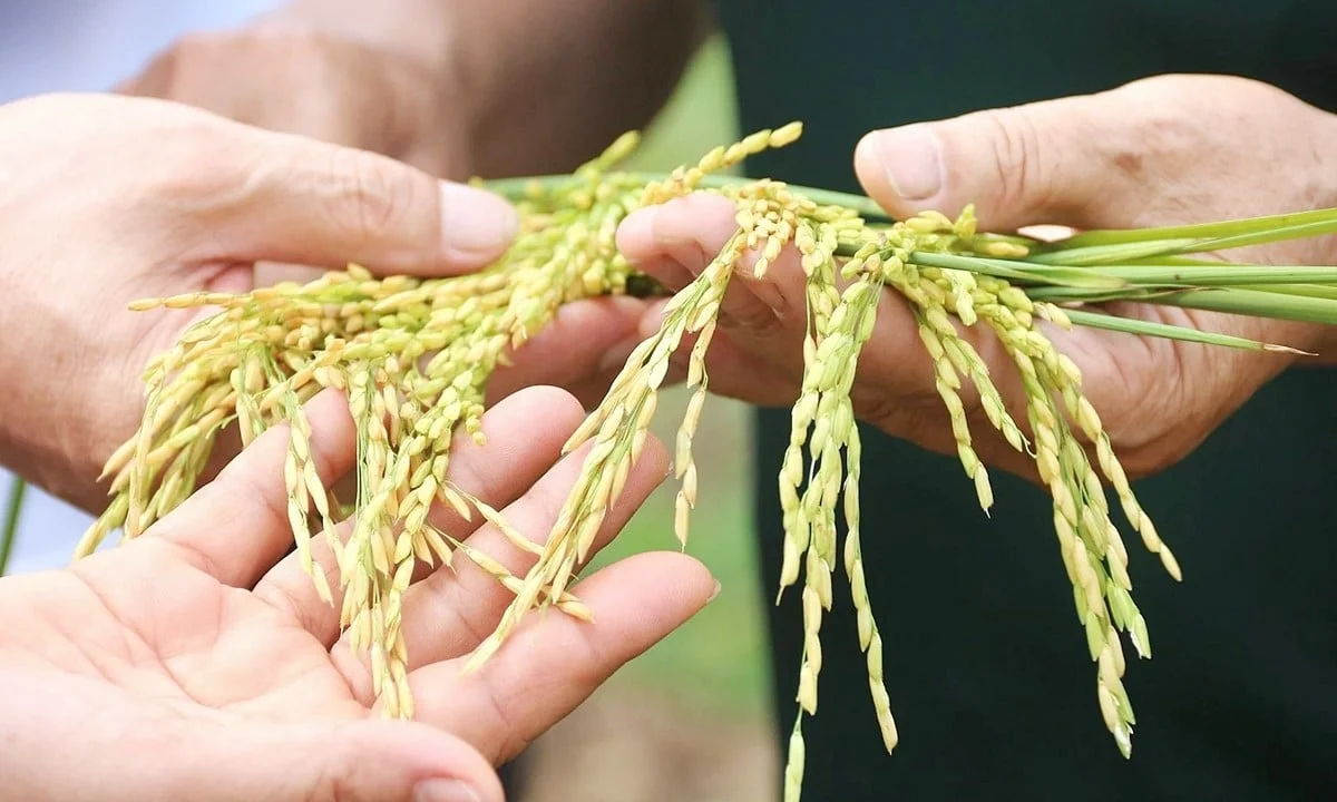 Giá lúa gạo hôm nay ngày 7/6: Giá lúa có xu hướng giảm. (Ảnh minh họa) Giá lúa gạo hôm nay ngày 7/6: Giá lúa có xu hướng giảm. (Ảnh minh họa)