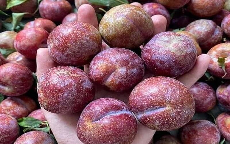 Mận tốt nhưng không phải ai cũng ăn được, nhất là người thuộc nhóm sau