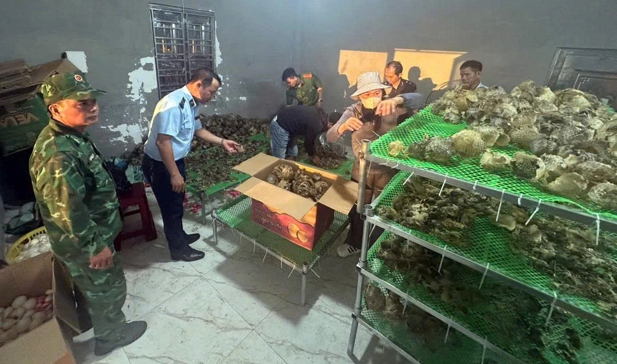 Quảng Ninh: Phát hiện kho hàng chứa da cá nóc sấy khô không rõ nguồn gốc