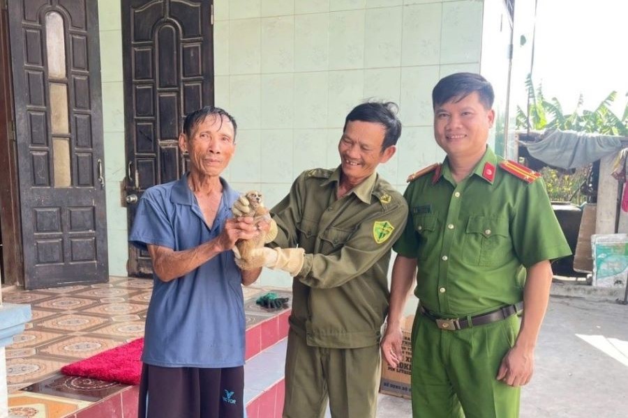 Người dân Quảng Bình giao nộp cá thể cu li quý hiếm được phát hiện trong vườn