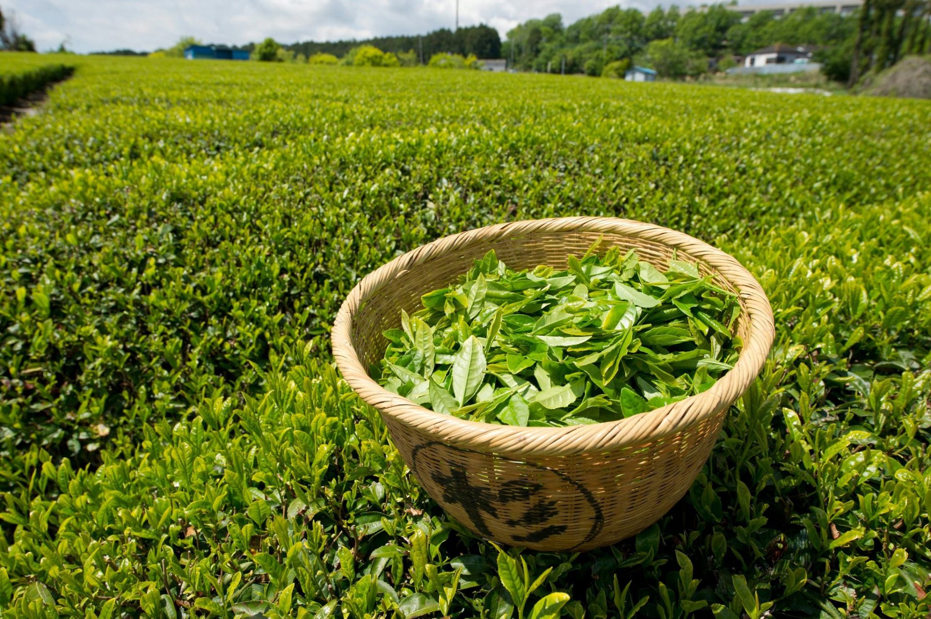 Việt Nam xếp thứ 5 thế giới về xuất khẩu và đứng thứ 7 về sản xuất mặt hàng chè