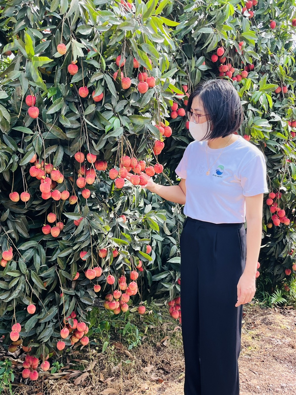 Hành trình “lên đời” của Vải Trứng Hưng Yên