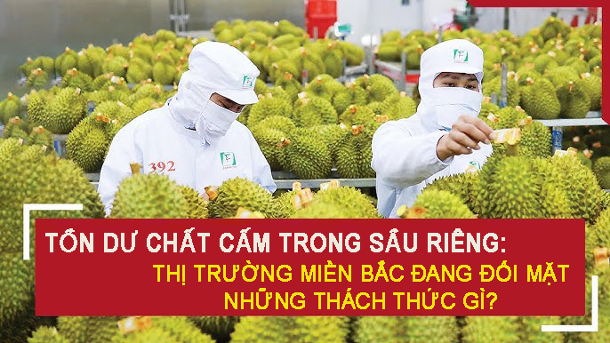 Tồn dư chất cấm trong sầu riêng: Thị trường miền Bắc đang đối mặt những thách thức gì?