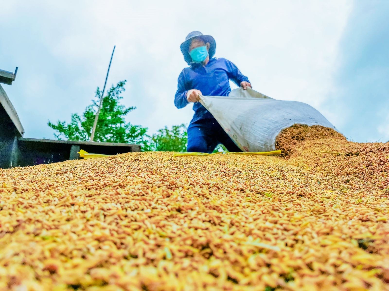 Giá lúa gạo hôm nay ngày 11/6: Giá gạo xuất khẩu và lúa tươi giảm mạnh. (Ảnh minh họa) Giá lúa gạo hôm nay ngày 11/6: Giá gạo xuất khẩu và lúa tươi giảm mạnh. (Ảnh minh họa)