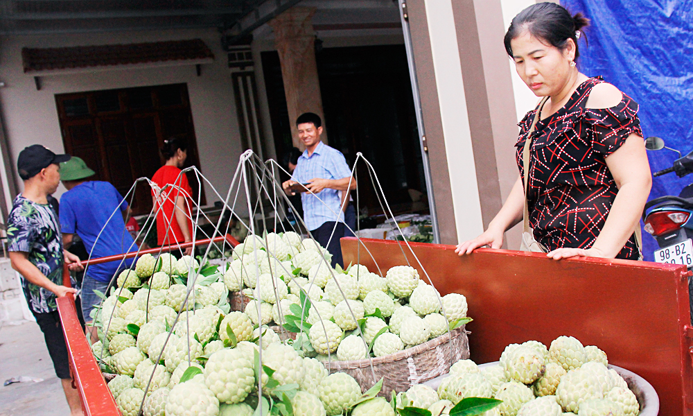 Na dai Lục Nam đạt tiêu chuẩn OCOP 3 sao. Na dai Lục Nam đạt tiêu chuẩn OCOP 3 sao.