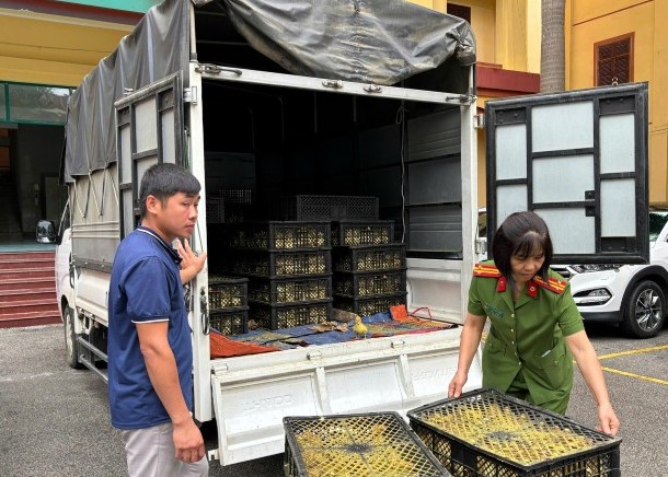 Lạng Sơn: Phát hiện, tạm giữ 6.000 con vịt giống không rõ nguồn gốc