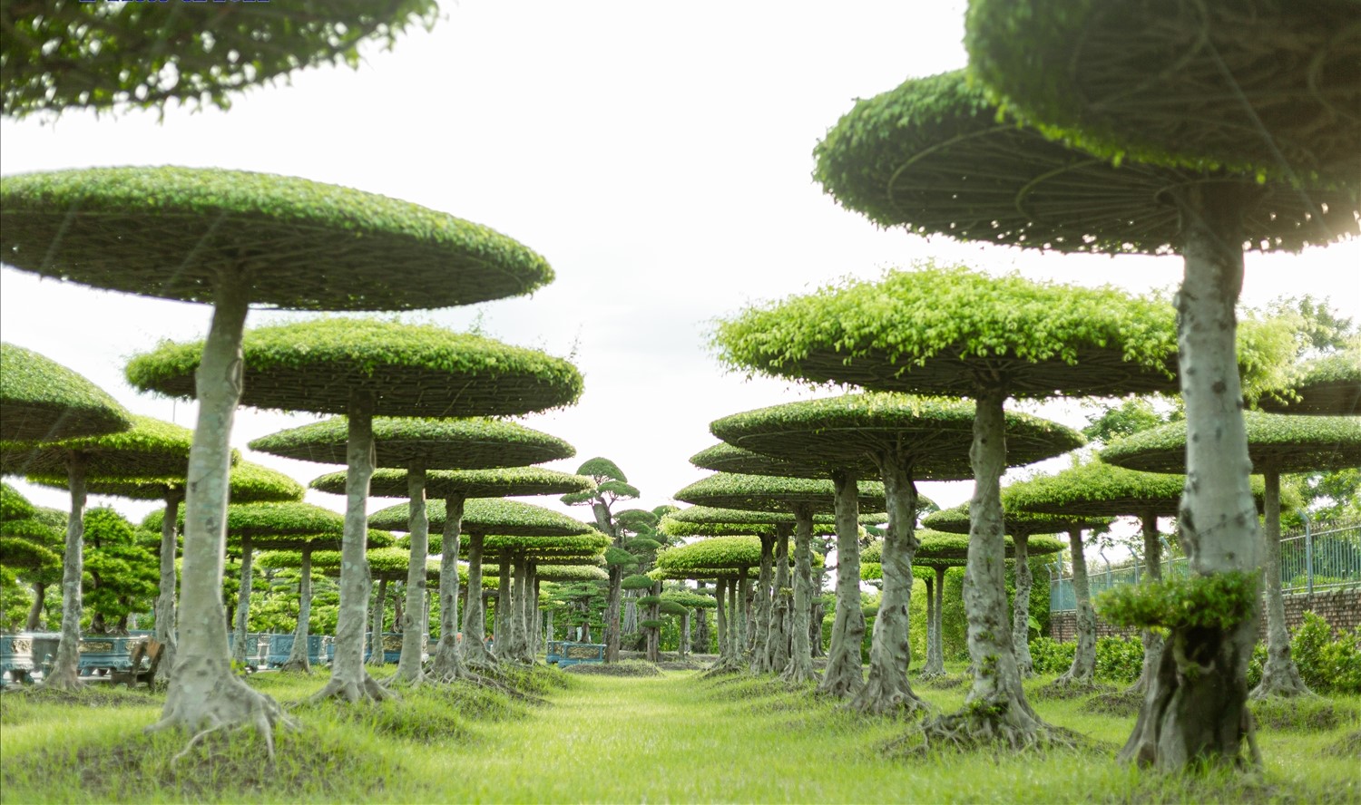 Vị Khê, xã Điền Xá, huyện Nam Trực, tỉnh Nam Định Ngôi làng “kỳ hoa, dị thảo