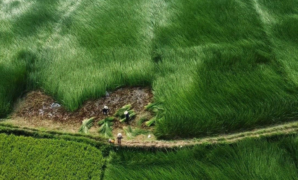 Cánh đồng cói tại huyện Nga Sơn, tỉnh Thanh Hóa