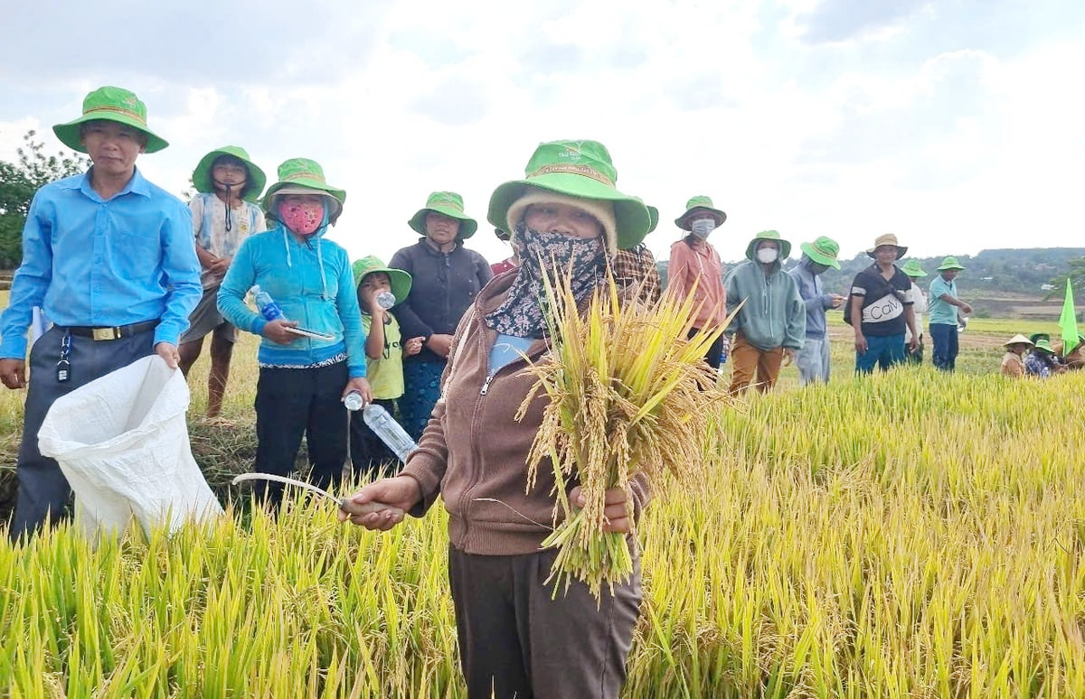 Giá lúa gạo hôm nay ngày 16/6: Giá gạo bình ổn, lúa tươi có xu hướng tăng. (Ảnh minh họa) Giá lúa gạo hôm nay ngày 16/6: Giá gạo bình ổn, lúa tươi có xu hướng tăng. (Ảnh minh họa)