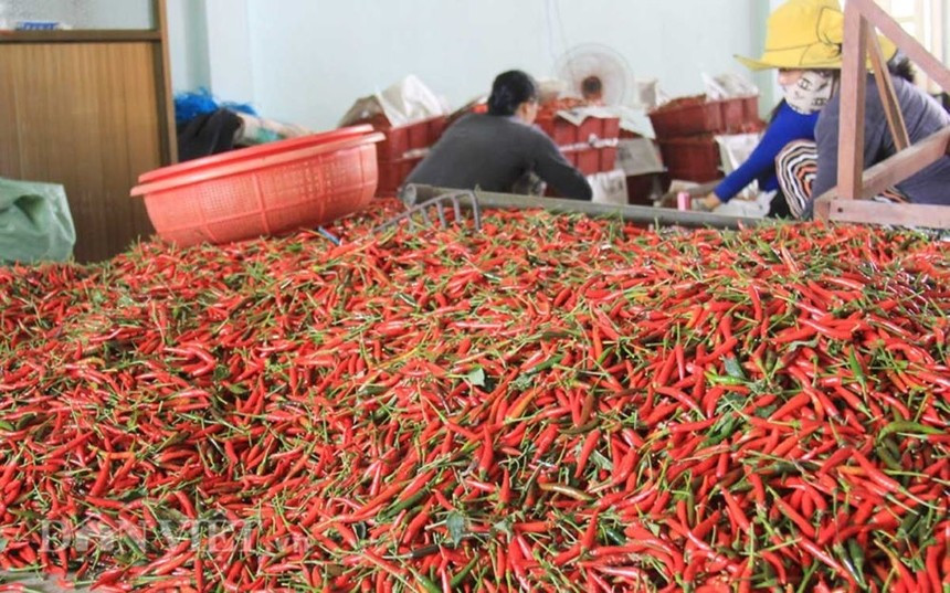 Quả Việt được người Lào ưa chuộng, là gia vị triệu đô xuất khẩu, thu về trên 100 tỷ đồng