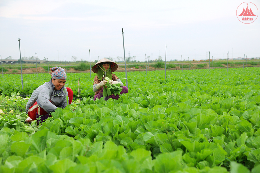 Vĩnh Phúc đẩy mạnh tuyên truyền, nâng cao hiệu quả hoạt động khuyến nông