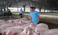 Giá heo hơi hôm nay 17/6: Miền Bắc ổn định, miền Nam giảm nhẹ