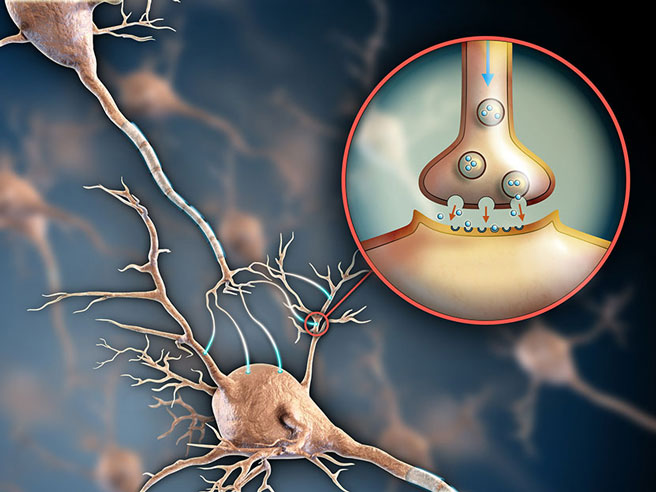 Serotonin là một chất dẫn truyền thần kinh giúp điều hòa cảm xúc. Serotonin là một chất dẫn truyền thần kinh giúp điều hòa cảm xúc.