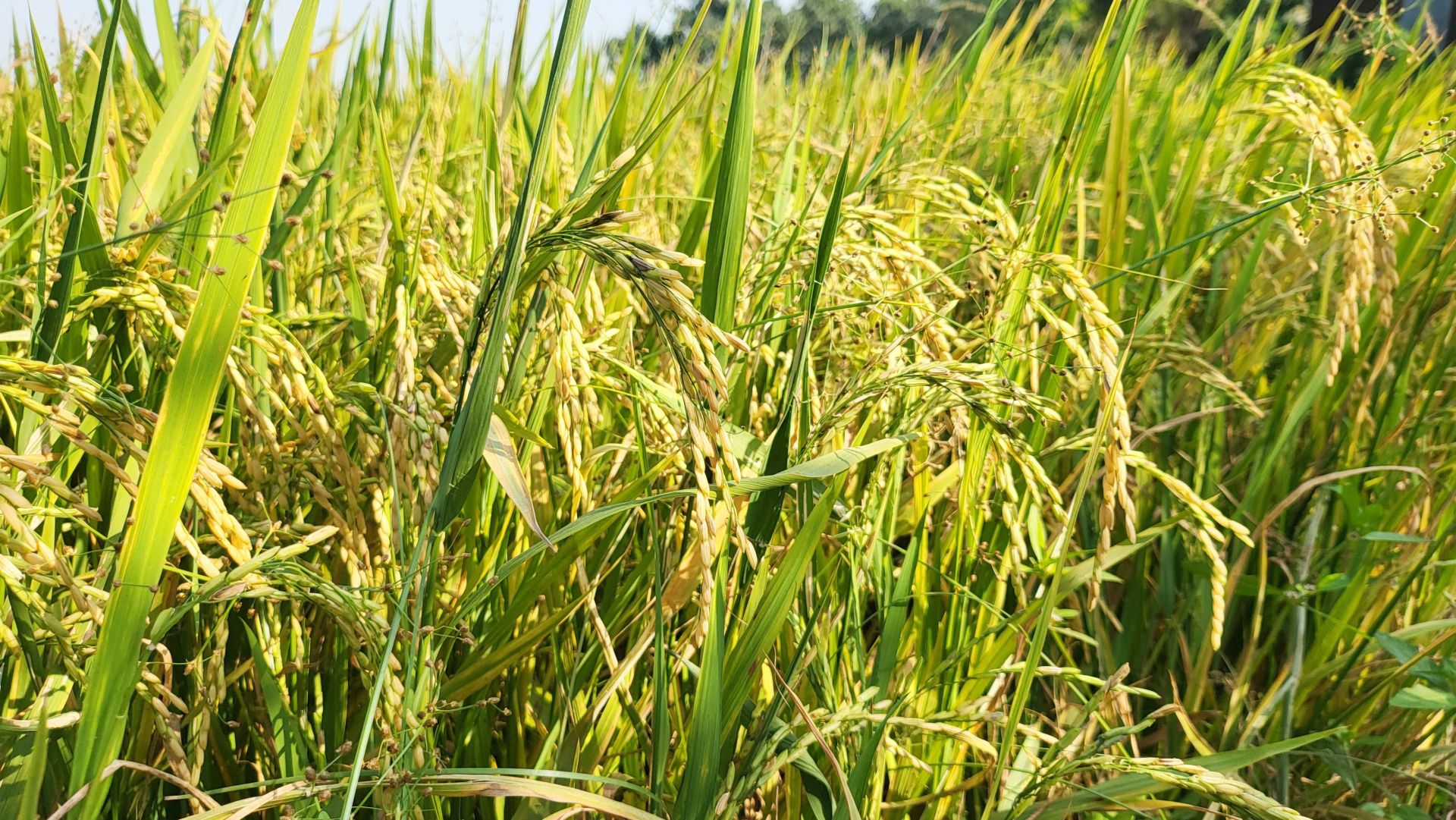 Giá lúa gạo hôm nay ngày 18/6: Thị trường biến động. (Ảnh minh họa) Giá lúa gạo hôm nay ngày 18/6: Thị trường biến động. (Ảnh minh họa)