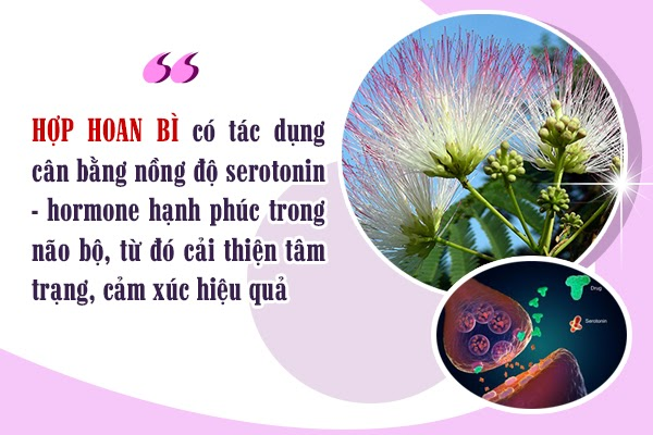 Chiết xuất hợp hoan bì có khả năng tăng serotonin trong não Chiết xuất hợp hoan bì có khả năng tăng serotonin trong não
