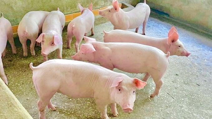 Giá heo hơi hôm nay 18/6: Giảm tại các tỉnh miền Nam