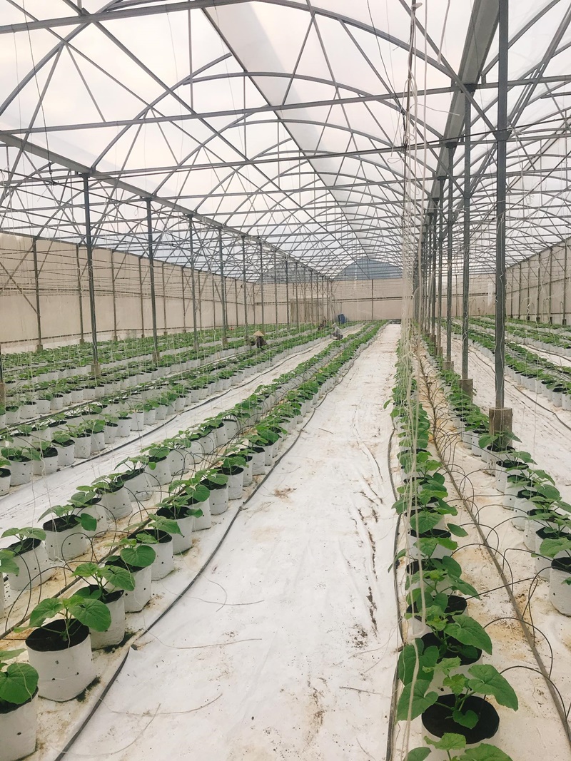 Ứng dụng KHCN trong sản xuất dưa lưới Ứng dụng KHCN trong sản xuất dưa lưới