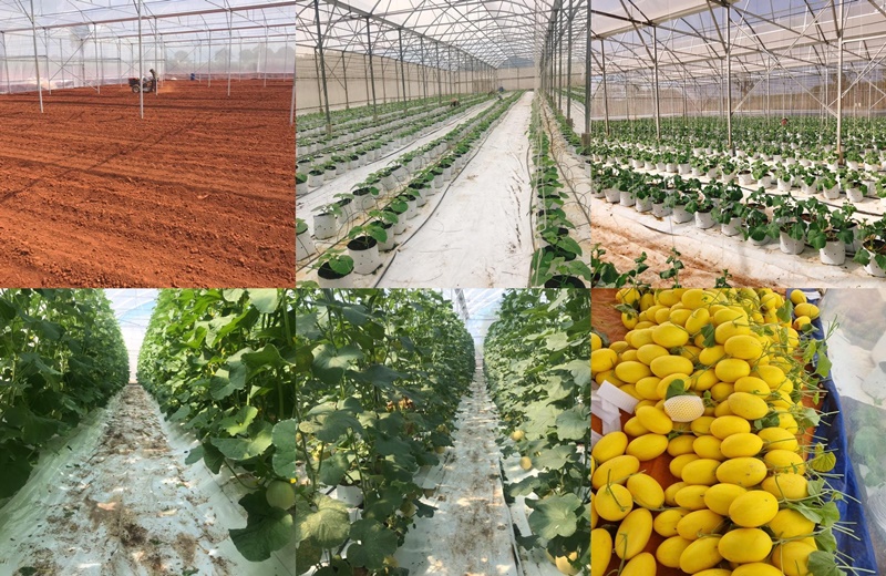 Bà Rịa – Vũng Tàu: Ứng dụng công nghệ “Chìa khóa vàng” phát triển bền vững cho HTX nông nghiệp