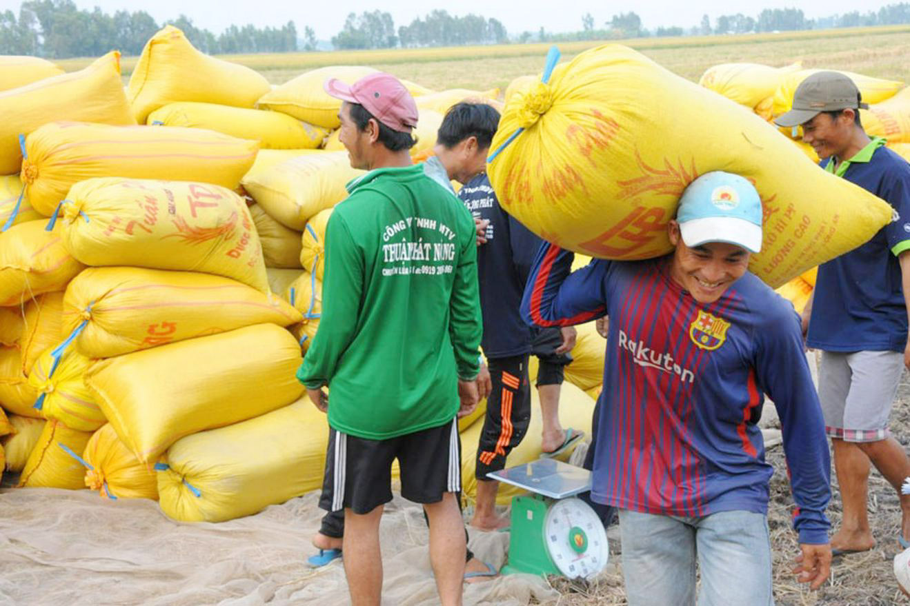 Giá lúa gạo hôm nay ngày 19/6: Giá lúa gạo bình ổn, gạo xuất khẩu đảo chiều tăng. (Ảnh minh họa) Giá lúa gạo hôm nay ngày 19/6: Giá lúa gạo bình ổn, gạo xuất khẩu đảo chiều tăng. (Ảnh minh họa)