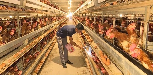 Nhiều hộ chăn nuôi gà trên địa bàn tỉnh Thanh Hóa đã mạnh dạn đầu tư, áp dụng kỹ thuật mới, hiện đại vào chăn nuôi gà theo tiêu chuẩn VietGap Nhiều hộ chăn nuôi gà trên địa bàn tỉnh Thanh Hóa đã mạnh dạn đầu tư, áp dụng kỹ thuật mới, hiện đại vào chăn nuôi gà theo tiêu chuẩn VietGap