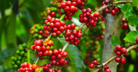 Giá cà phê hôm nay 20/6: Tiếp tục giảm 6,200 đồng/kg