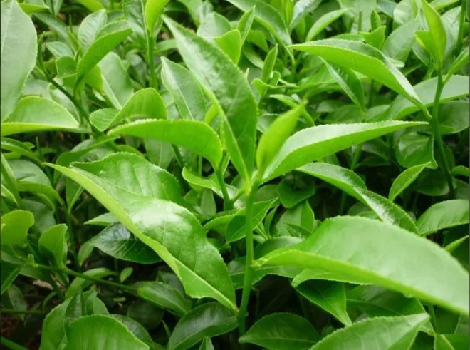 Uống trà xanh đều đặn còn có thể giúp kiểm soát huyết áp Uống trà xanh đều đặn còn có thể giúp kiểm soát huyết áp