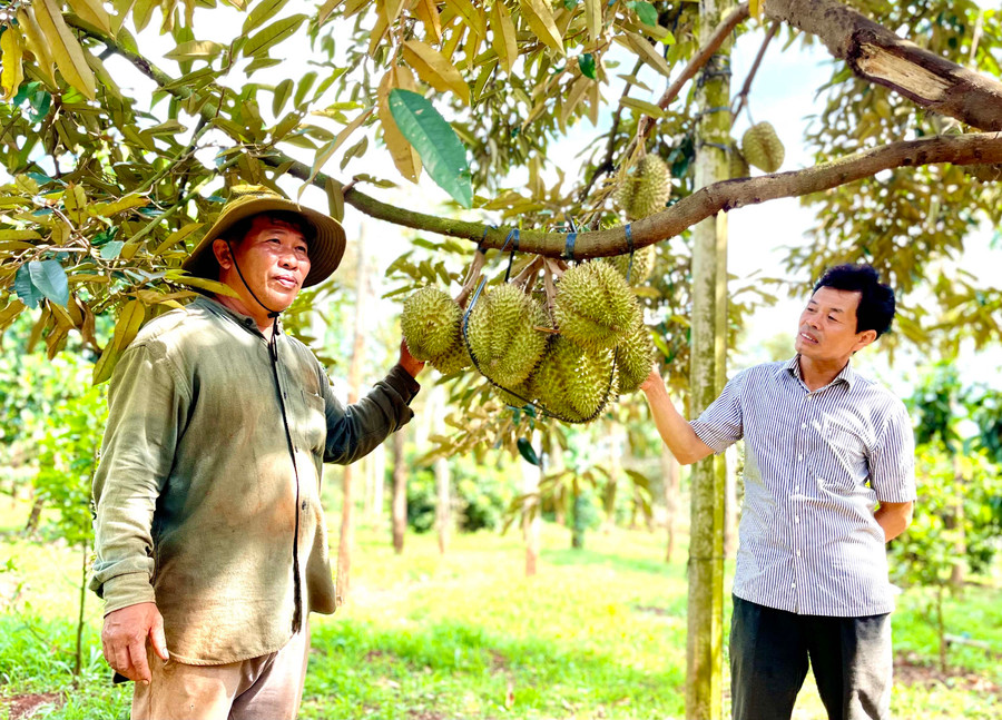 Gia Lai thúc đẩy sản xuất và xuất khẩu sầu riêng