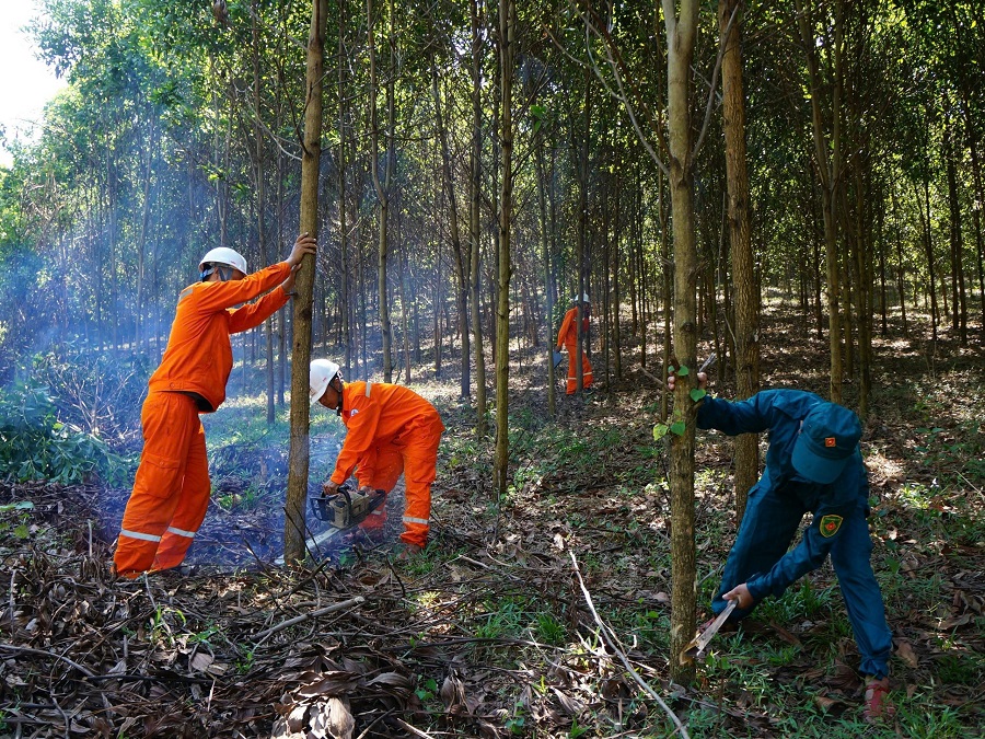 Từ đầu năm 2025 đến nay, nhiều Điện lực trực thuộc PC Thanh Hóa đã tổ chức ra quân giải phóng hành lang an toàn lưới điện