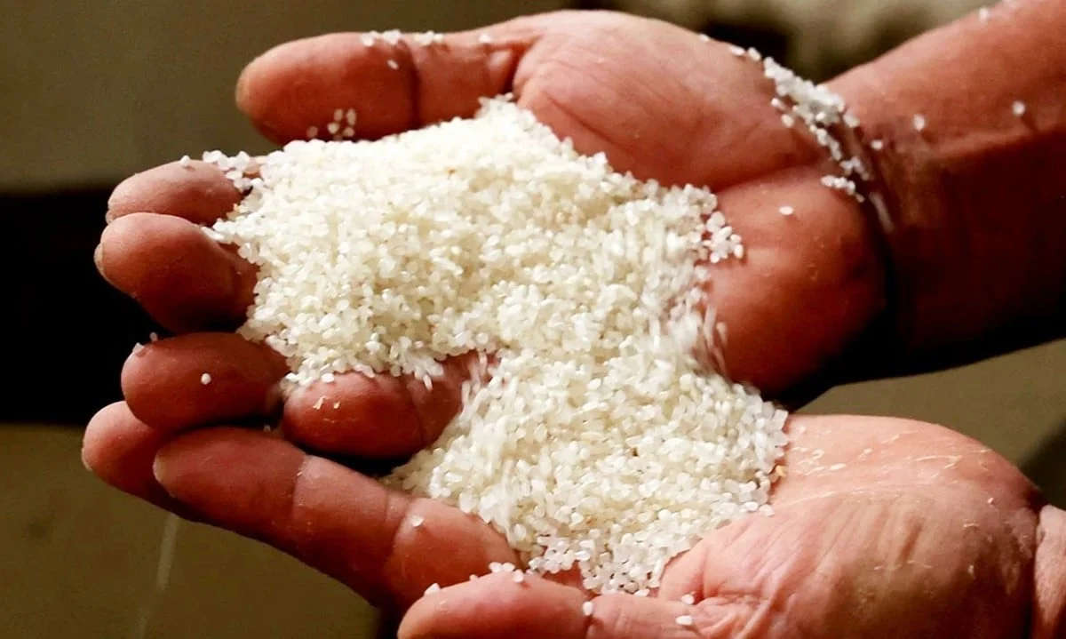 Giá lúa gạo hôm nay ngày 23/6: Giá lúa chững giá, gạo thơm neo giá cao. (Ảnh minh họa)