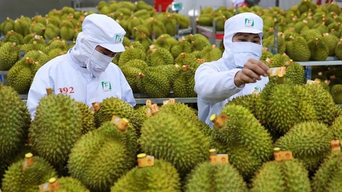 Sầu riêng “lao dốc” và sự im lặng khó hiểu từ cơ quan cấp phép phân bón DAP
