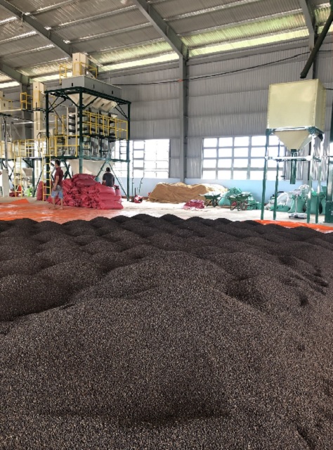 Gia Lai là địa phương có nhiều sản phẩm OCOP 5 sao nhất. Trong ảnh: Một góc cơ sở sản xuất café của Hợp tác xã Nông nghiệp và Dịch vụ Nam Yan. Ảnh: DN Gia Lai là địa phương có nhiều sản phẩm OCOP 5 sao nhất. Trong ảnh: Một góc cơ sở sản xuất café của Hợp tác xã Nông nghiệp và Dịch vụ Nam Yan. Ảnh: DN