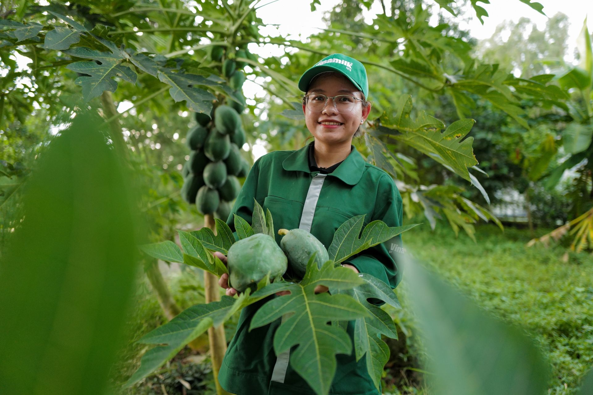 Ngoài nguyên liệu làm thức ăn thô xanh cho đàn bò, trang trại còn trồng nhiều loại cây ăn trái tạo bức tranh đa dạng sinh học (Ảnh: An Minh).
