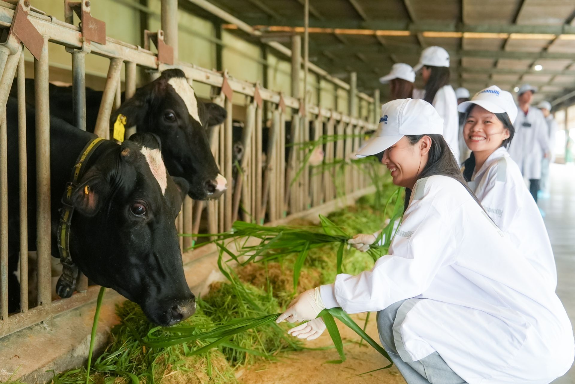 Các bạn sinh viên thích thú khi tận tay cho bò ăn cỏ (Ảnh: Thế Anh).