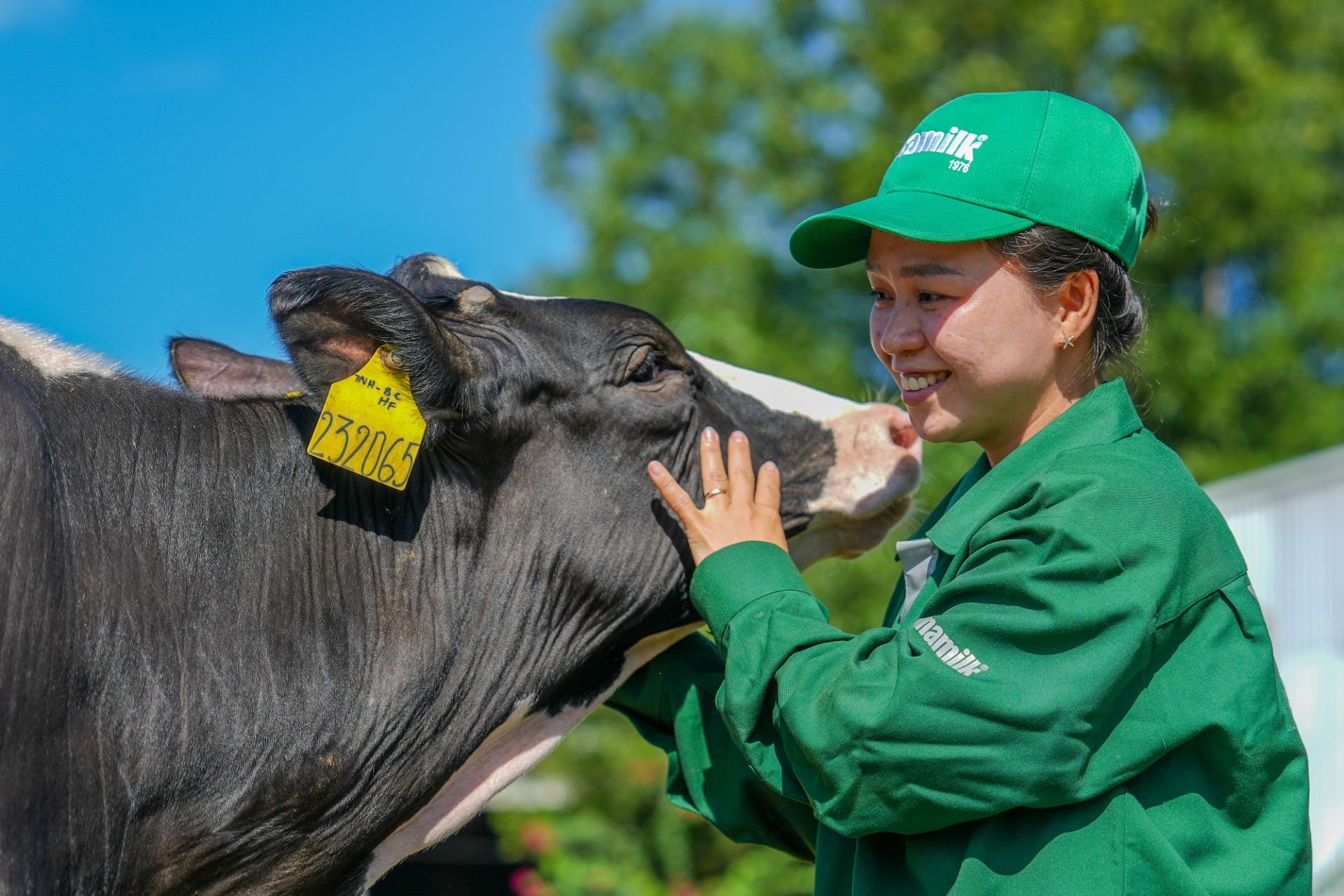 Tại Vinamilk Green Farm, đàn bò được hoàn toàn tự do từ ăn uống, vệ sinh, vui chơi... (Ảnh: An Minh).