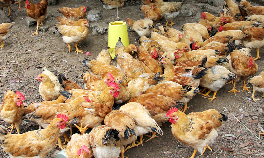 Bắc Giang: Xử lý nghiêm các trường hợp vận chuyển, buôn bán vật nuôi nhập lậu