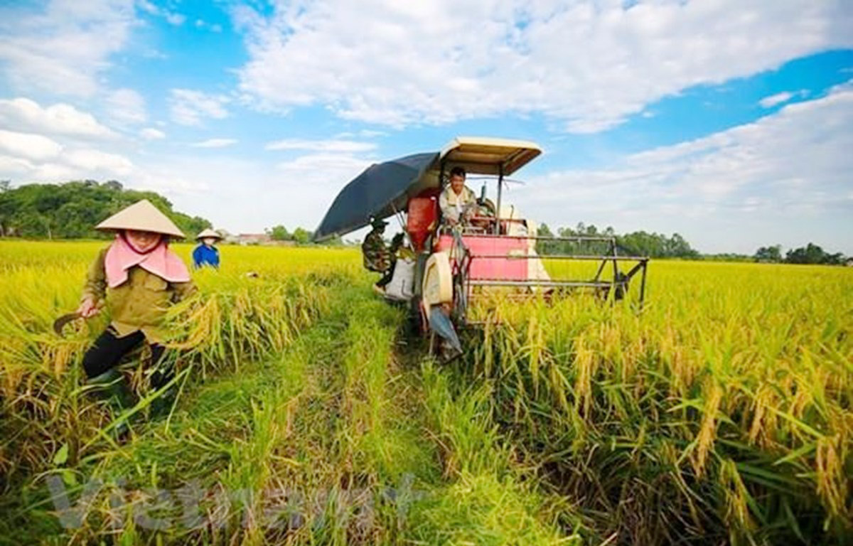 Giá lúa gạo hôm nay ngày 27/6: Giá lúa có xu hướng tăng, gạo các loại bình ổn. (Ảnh minh họa)