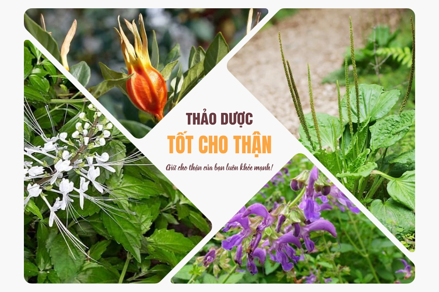 Các thảo dược hỗ trợ điều trị và phòng ngừa suy thận
