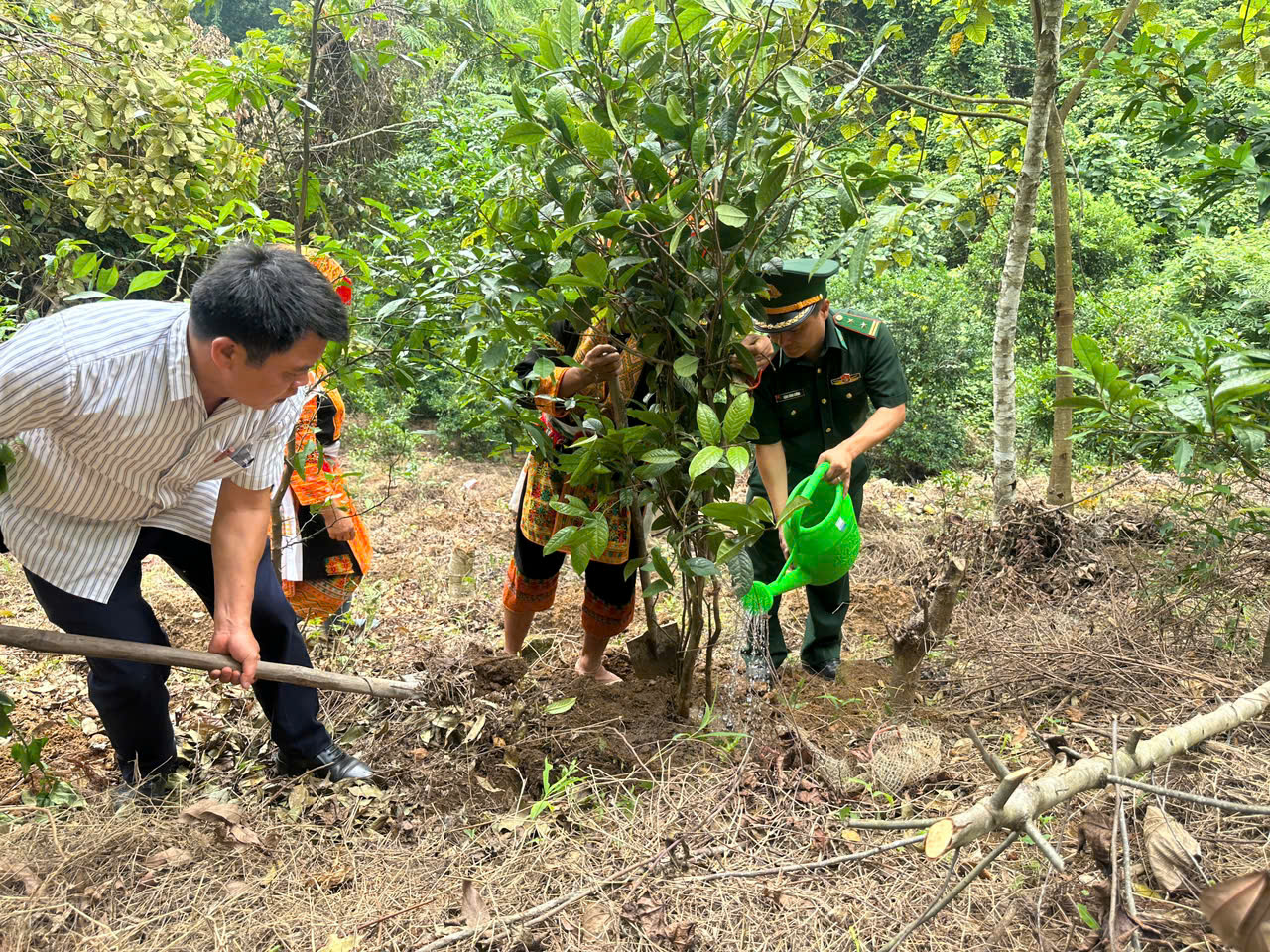 Đồn Biên phòng Ba Sơn trồng tặng vườn cây kiểu mẫu trà hoa vàng giúp dân xóa đói, giảm nghèo, xây biên cương vững mạnh Đồn Biên phòng Ba Sơn trồng tặng vườn cây kiểu mẫu trà hoa vàng giúp dân xóa đói, giảm nghèo, xây biên cương vững mạnh