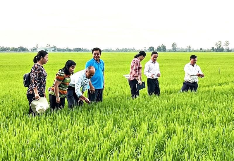 Việt Nam đặt mục tiêu 2,5 triệu ha diện tích áp dụng canh tác trồng trọt giảm phát thải vào năm 2030