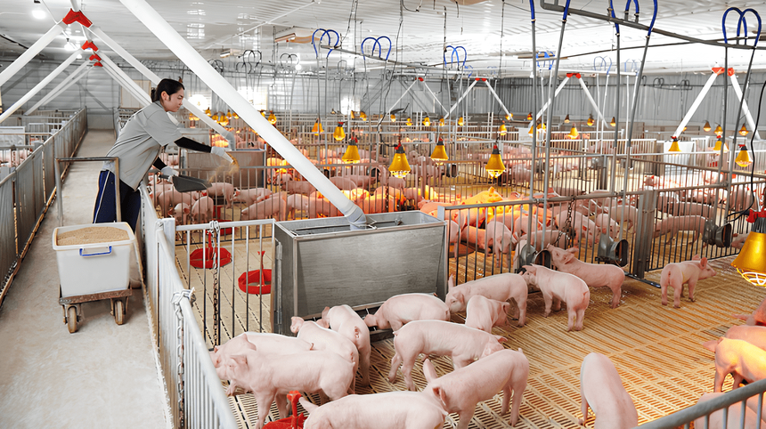 Dabaco (DBC) triển khai kế hoạch thành lập đơn vị mới phục vụ đầu tư chuỗi dự án chăn nuôi gia súc, gia cầm