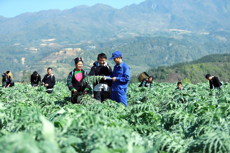 Chính phủ ban hành quy định mới về nuôi, trồng phát triển, thu hoạch cây dược liệu trong rừng đặc dụng, rừng phòng hộ, rừng sản xuất. Ảnh internet. Chính phủ ban hành quy định mới về nuôi, trồng phát triển, thu hoạch cây dược liệu trong rừng đặc dụng, rừng phòng hộ, rừng sản xuất. Ảnh internet.