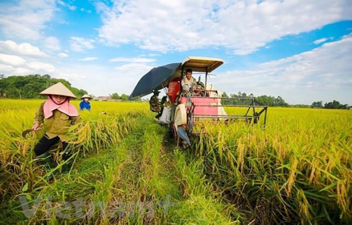 Giá lúa gạo hôm nay ngày 2/7: Giá lúa quay đầu tăng mạnh, các mặt hàng gạo bình ổn. (Ảnh minh họa) Giá lúa gạo hôm nay ngày 2/7: Giá lúa quay đầu tăng mạnh, các mặt hàng gạo bình ổn. (Ảnh minh họa)