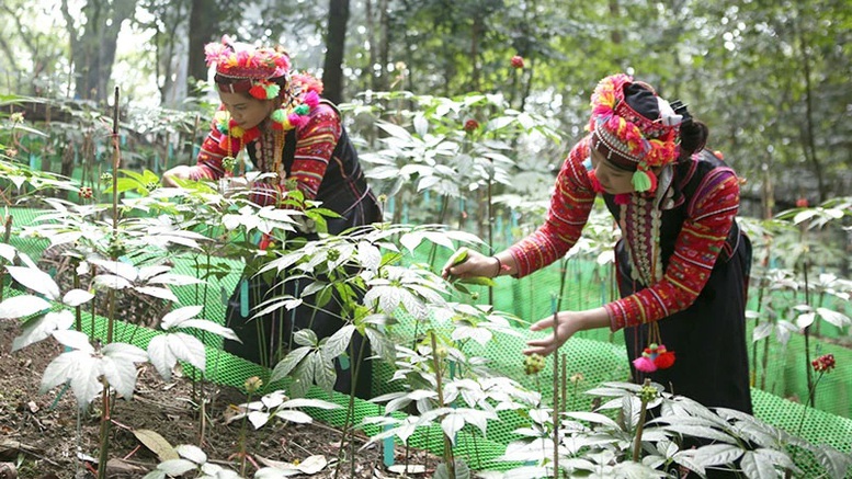 Chính phủ ban hành quy định mới về nuôi, trồng phát triển, thu hoạch cây dược liệu trong rừng đặc dụng, rừng phòng hộ, rừng sản xuất. Ảnh VGP. Chính phủ ban hành quy định mới về nuôi, trồng phát triển, thu hoạch cây dược liệu trong rừng đặc dụng, rừng phòng hộ, rừng sản xuất. Ảnh VGP.