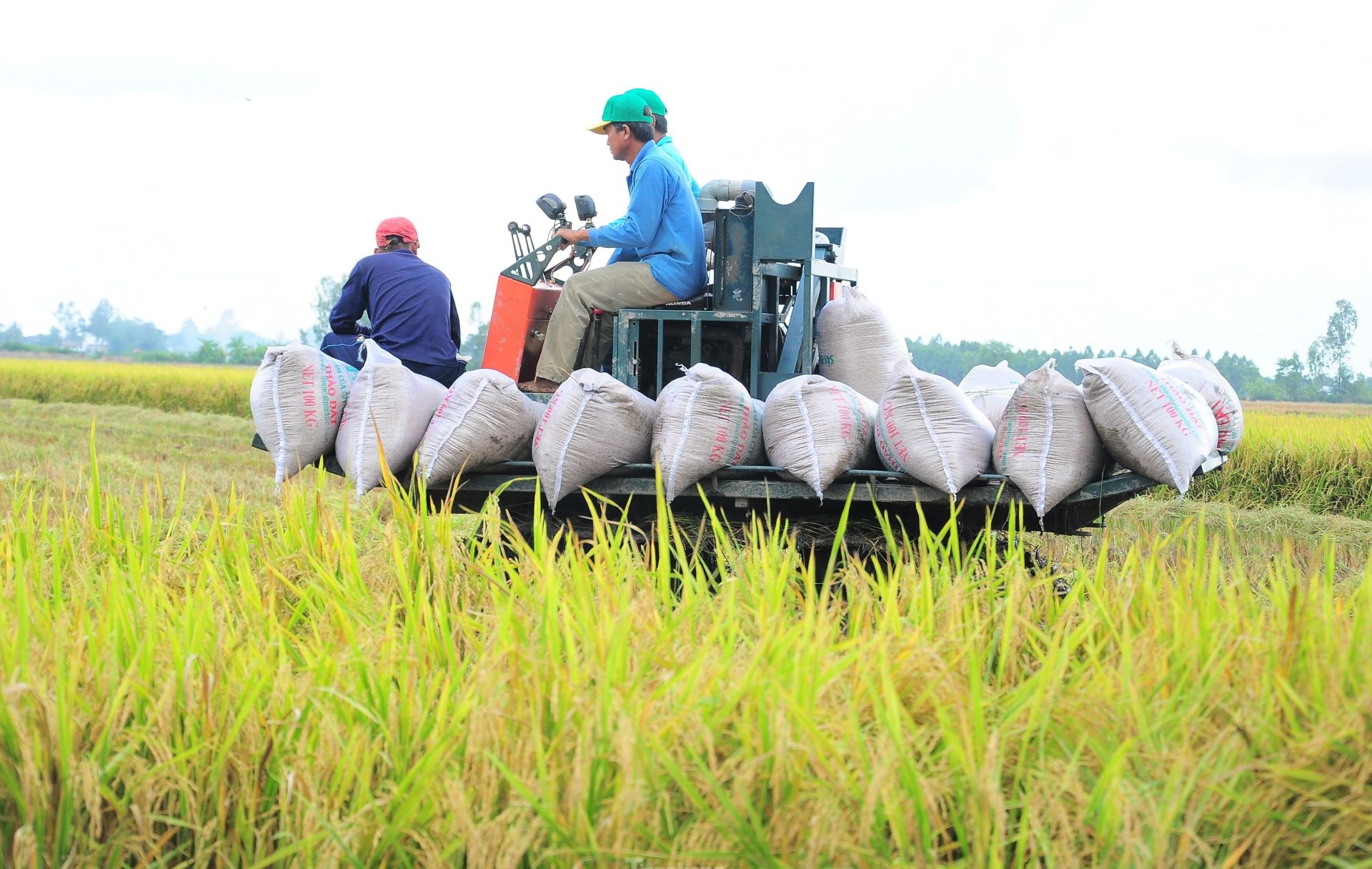 Giá lúa gạo hôm nay ngày 3/7: Thị trường biến động. (Ảnh minh họa) Giá lúa gạo hôm nay ngày 3/7: Thị trường biến động. (Ảnh minh họa)